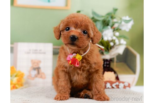 成約済の神奈川県のトイプードル-305592の3枚目