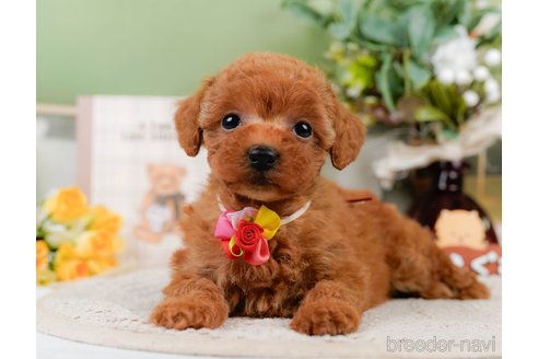 成約済の神奈川県のトイプードル-305592の1枚目