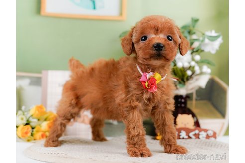 成約済の神奈川県のトイプードル-305592の4枚目