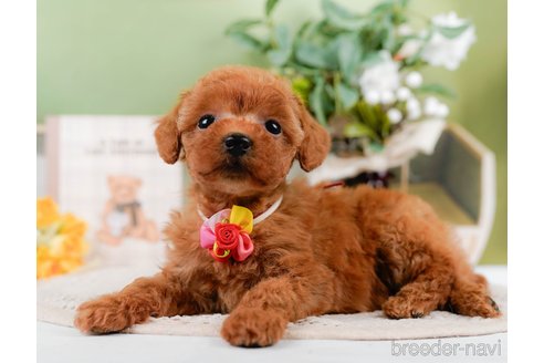 成約済の神奈川県のトイプードル-305592の5枚目