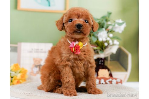 成約済の神奈川県のトイプードル-305592の6枚目