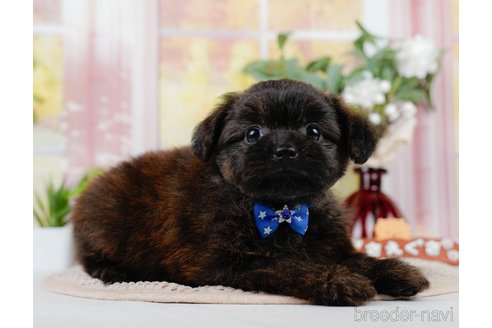 成約済の神奈川県のポメプー:ポメラニアン×トイプードル-305596の7枚目