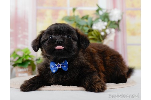 成約済の神奈川県のポメプー:ポメラニアン×トイプードル-305596の9枚目