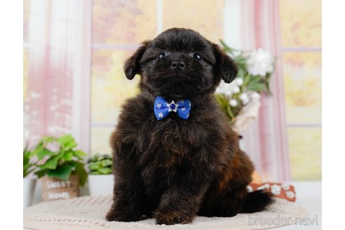 成約済の神奈川県のポメプー:ポメラニアン×トイプードル-305596の10枚目