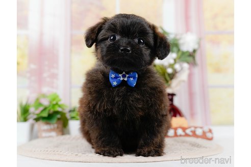 成約済の神奈川県のポメプー:ポメラニアン×トイプードル-305596の1枚目