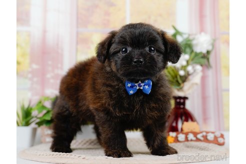 成約済の神奈川県のポメプー:ポメラニアン×トイプードル-305596の3枚目