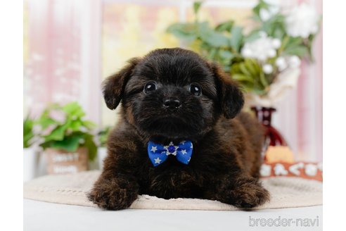 成約済の神奈川県のポメプー:ポメラニアン×トイプードル-305596の4枚目