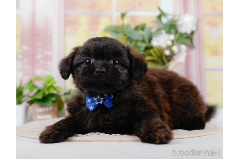 成約済の神奈川県のポメプー:ポメラニアン×トイプードル-305596の5枚目