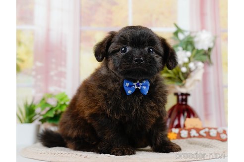 成約済の神奈川県のポメプー:ポメラニアン×トイプードル-305596の6枚目