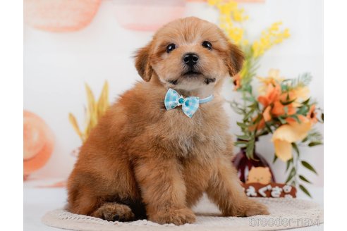 成約済の神奈川県のポメプー:ポメラニアン×トイプードル-305597の7枚目