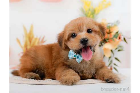 成約済の神奈川県のポメプー:ポメラニアン×トイプードル-305597の9枚目