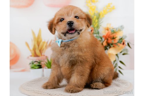 成約済の神奈川県のポメプー:ポメラニアン×トイプードル-305597の11枚目