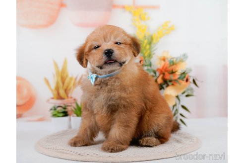 成約済の神奈川県のポメプー:ポメラニアン×トイプードル-305597の4枚目