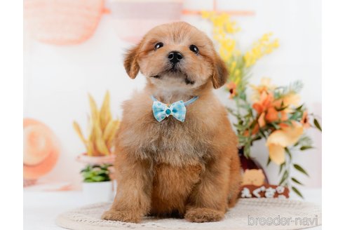 成約済の神奈川県のポメプー:ポメラニアン×トイプードル-305597の5枚目