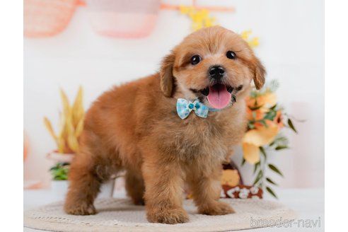 成約済の神奈川県のポメプー:ポメラニアン×トイプードル-305597の6枚目