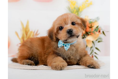 成約済の神奈川県のポメプー:ポメラニアン×トイプードル-305597の1枚目