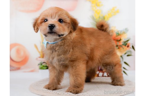 成約済の神奈川県のポメプー:ポメラニアン×トイプードル-305597の2枚目