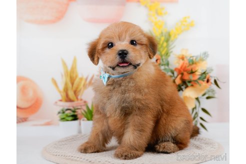 成約済の神奈川県のポメプー:ポメラニアン×トイプードル-305597の3枚目