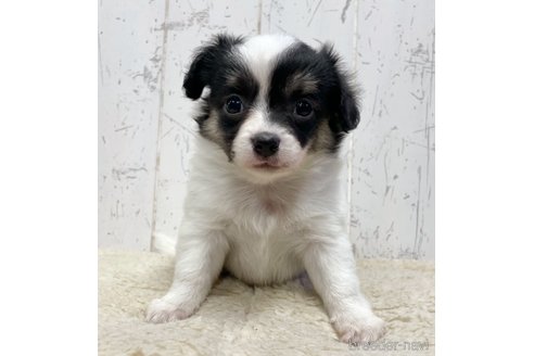成約済の千葉県のミックス犬-305602の5枚目