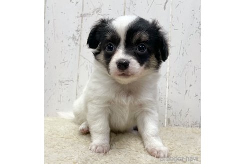 成約済の千葉県のミックス犬-305602の4枚目