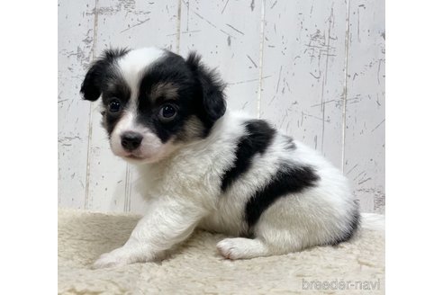 成約済の千葉県のミックス犬-305602の3枚目