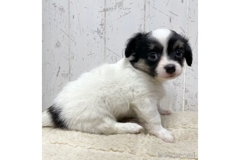 成約済の千葉県のミックス犬-305602の2枚目