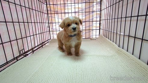 成約済の茨城県のマルプー:マルチーズ×トイプードル-301046の1枚目