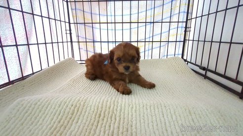 販売中の茨城県のミックス犬-297718の2枚目