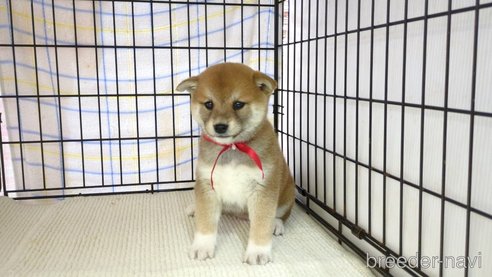 販売中の茨城県の柴犬-298731の2枚目