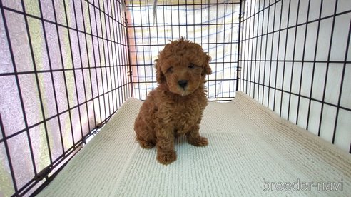 成約済の茨城県のトイプードル-302964の4枚目