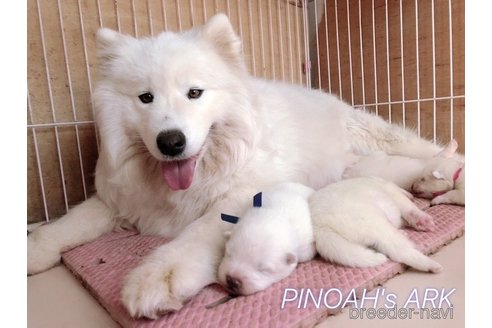 成約済の広島県のサモエド-305637の2枚目