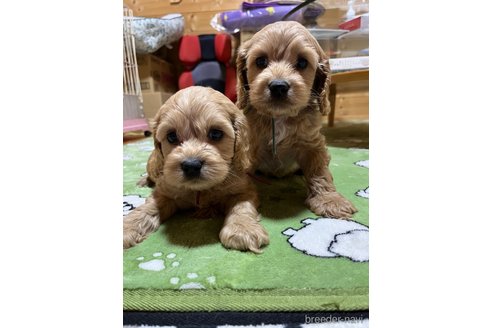 販売中の埼玉県のミックス犬-304871の4枚目