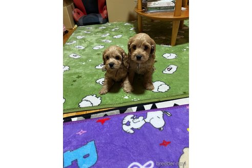 販売中の埼玉県のミックス犬-304871の5枚目