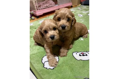 販売中の埼玉県のミックス犬-304871の6枚目