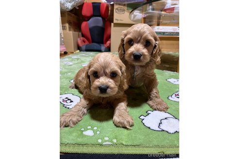 成約済の埼玉県のミックス犬-304872の16枚目