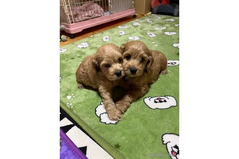 成約済の埼玉県のミックス犬-304872の15枚目