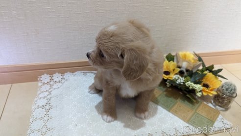 成約済の広島県のチワプー:チワワ×トイプードル-300328の27枚目