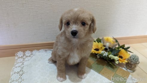 成約済の広島県のチワプー:チワワ×トイプードル-300328の26枚目