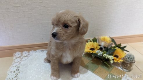 成約済の広島県のチワプー:チワワ×トイプードル-300328の24枚目