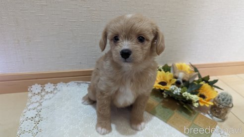 成約済の広島県のチワプー:チワワ×トイプードル-300328の23枚目