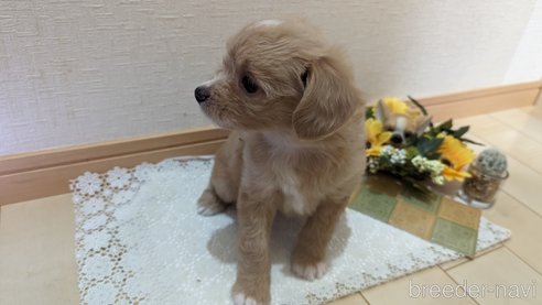 成約済の広島県のチワプー:チワワ×トイプードル-300328の20枚目