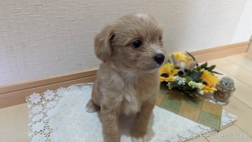 成約済の広島県のチワプー:チワワ×トイプードル-300328の19枚目