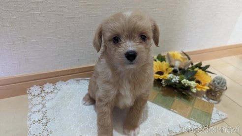 成約済の広島県のチワプー:チワワ×トイプードル-300328の18枚目