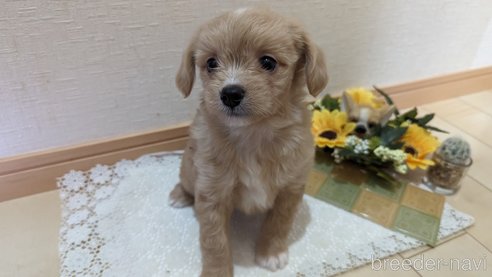 成約済の広島県のチワプー:チワワ×トイプードル-300328の15枚目