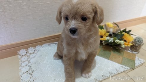 成約済の広島県のチワプー:チワワ×トイプードル-300328の16枚目