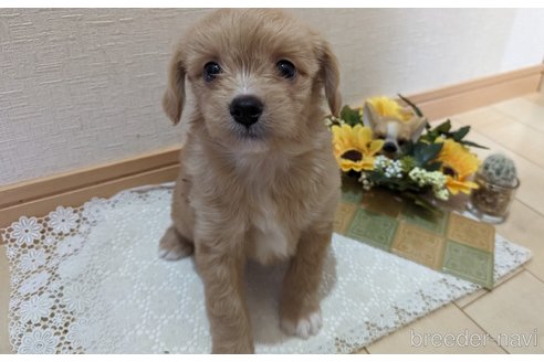 成約済の広島県のチワプー:チワワ×トイプードル-300328の13枚目