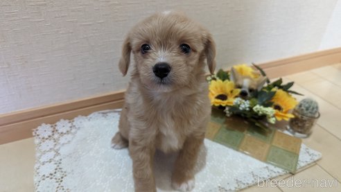 成約済の広島県のチワプー:チワワ×トイプードル-300328の12枚目