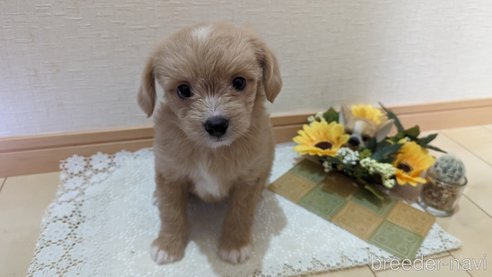 成約済の広島県のチワプー:チワワ×トイプードル-300328の11枚目