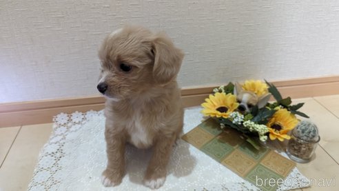 成約済の広島県のチワプー:チワワ×トイプードル-300328の10枚目