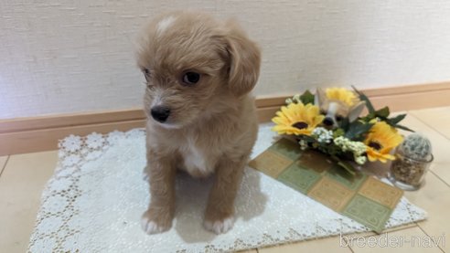 成約済の広島県のチワプー:チワワ×トイプードル-300328の9枚目